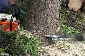 Trusted Stamford, TX Tree Services Experts