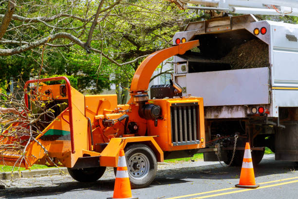 Best Firewood Processing and Delivery  in Stamford, TX